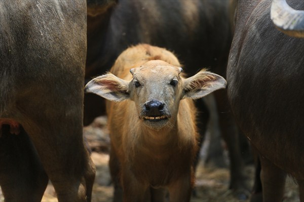 Ферма по разведению буйволов, Утхайтхани, Таиланд (8)